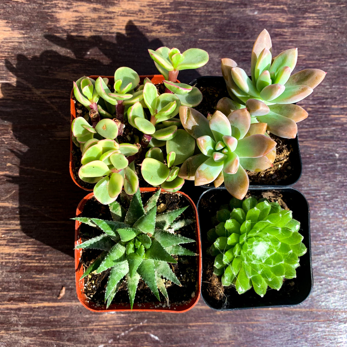 4 inch succulents in bulk Succulent Set of 4 – The LA Garden