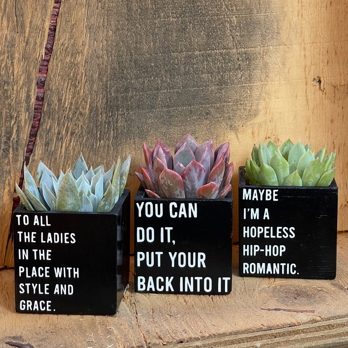 Mini Hip Hop Planters w/ Succulent