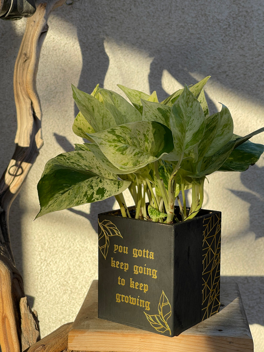 keep growing plant pot You Gotta Keep Going Planter – The LA Garden
