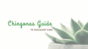 Your Guide To Succulents Free E-Book