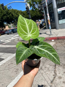 5” Anthurium Villenaorum