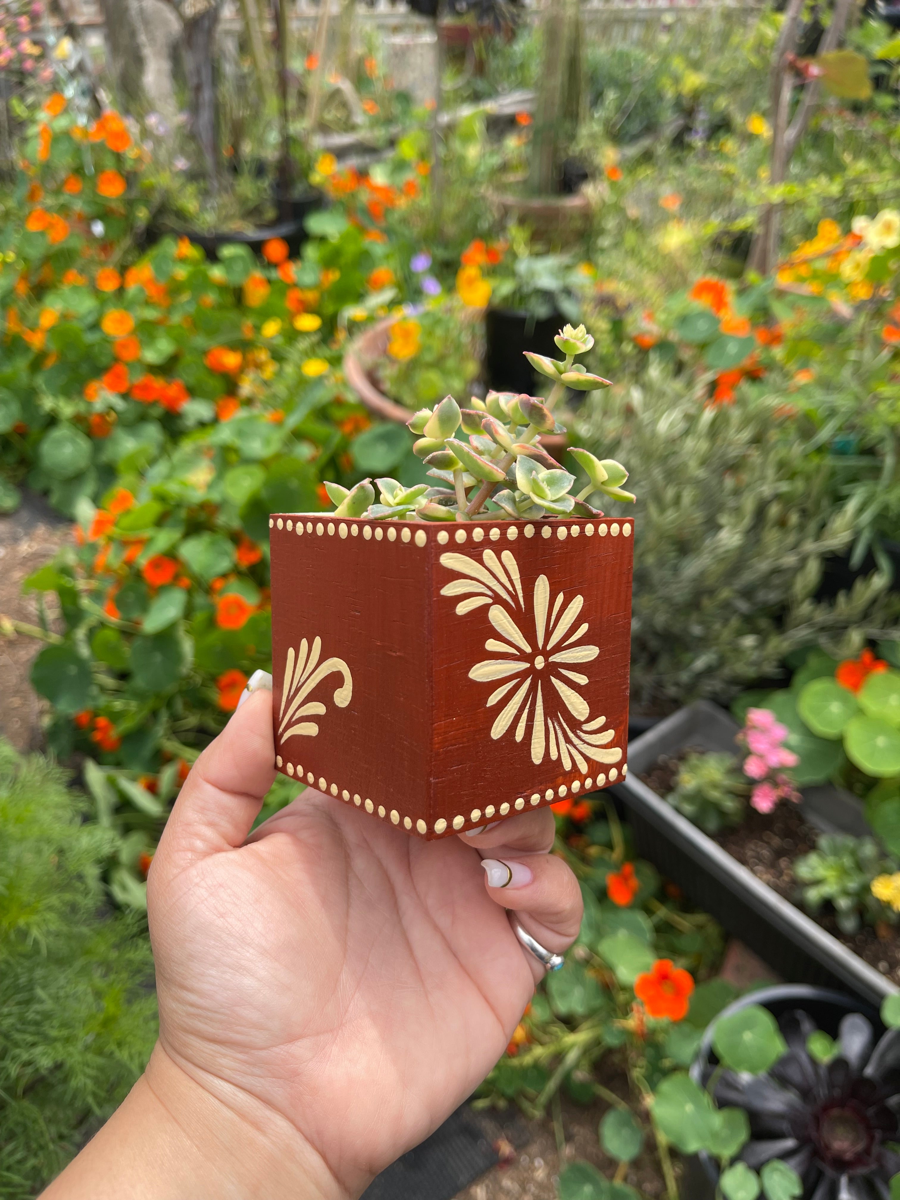 🪴 Mini Olla Planter w/ Succulent 🪴