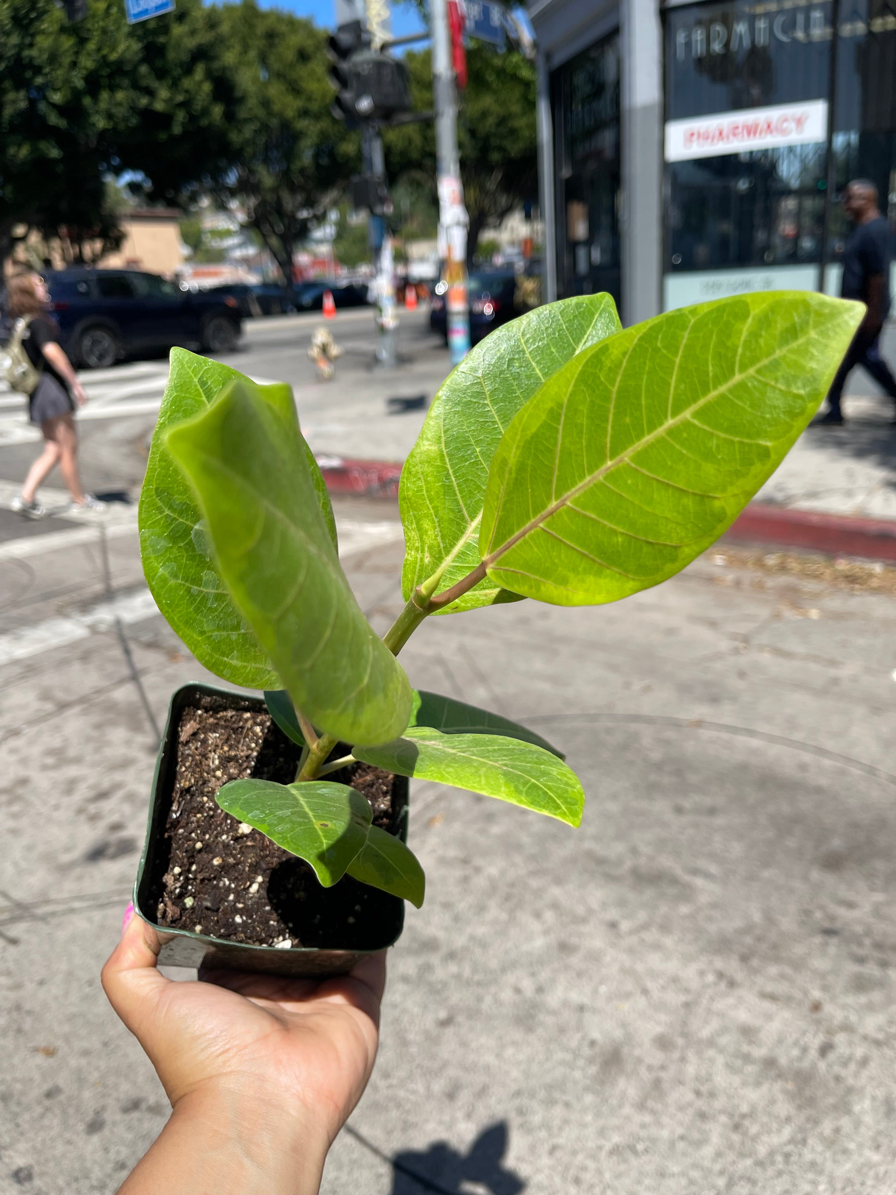 4” Yellow Gem Ficus