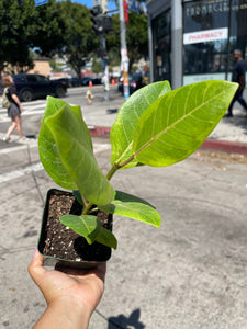 4” Yellow Gem Ficus