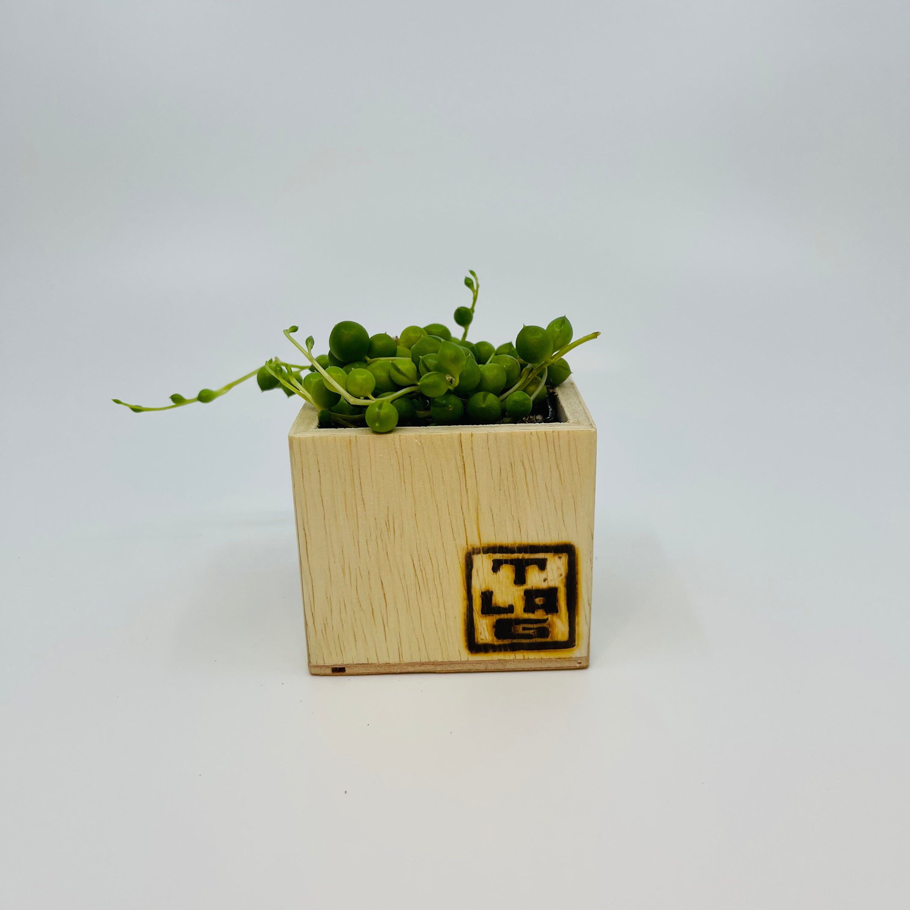 talavera succulent planter Mini Talavera Planter w/ Succulent
