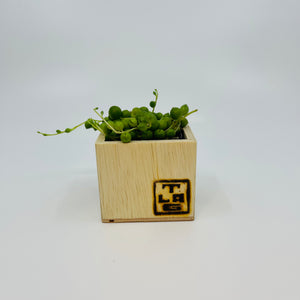 🪴 Mini Talavera Planter w/ Succulent 🪴