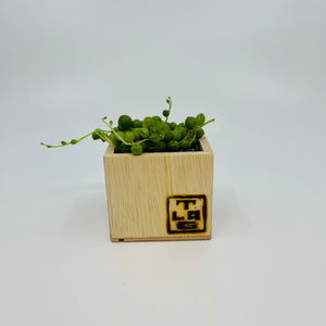 mini wooden plant pots Mini Orange Planter w/ Succulent