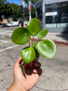 3” Pilea