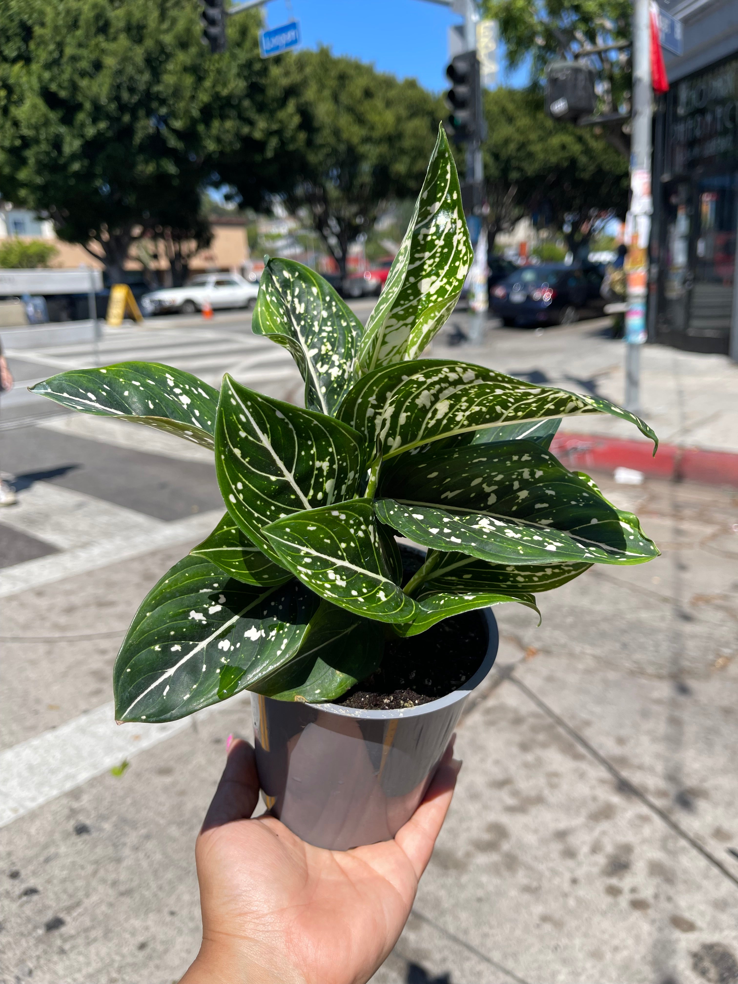 5" Aglaonema Tom Pride