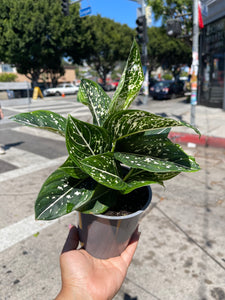 5" Aglaonema Tom Pride