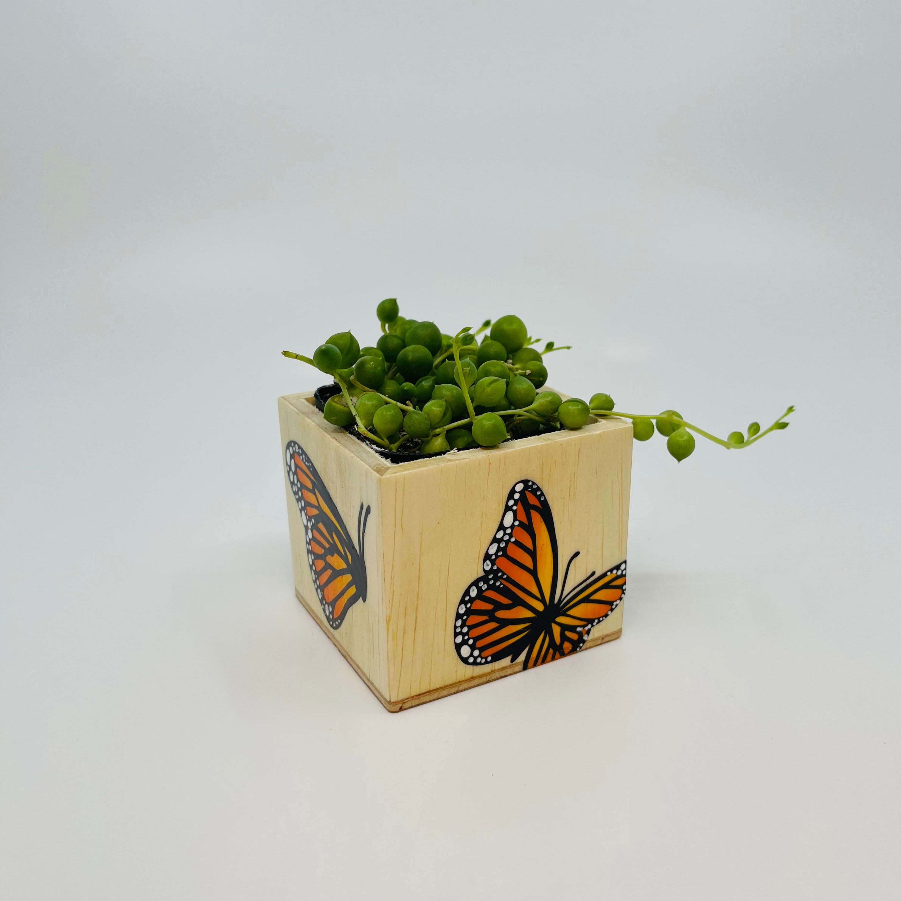 🪴 Mini Monarch Planter w/ Succulent 🪴