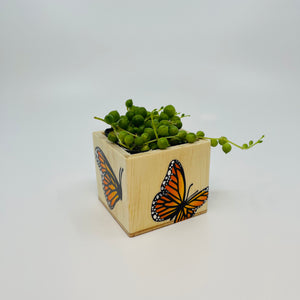 🪴 Mini Monarch Planter w/ Succulent 🪴