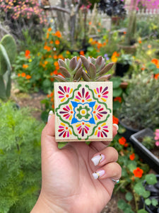 🪴 Mini Talavera Planter w/ Succulent 🪴