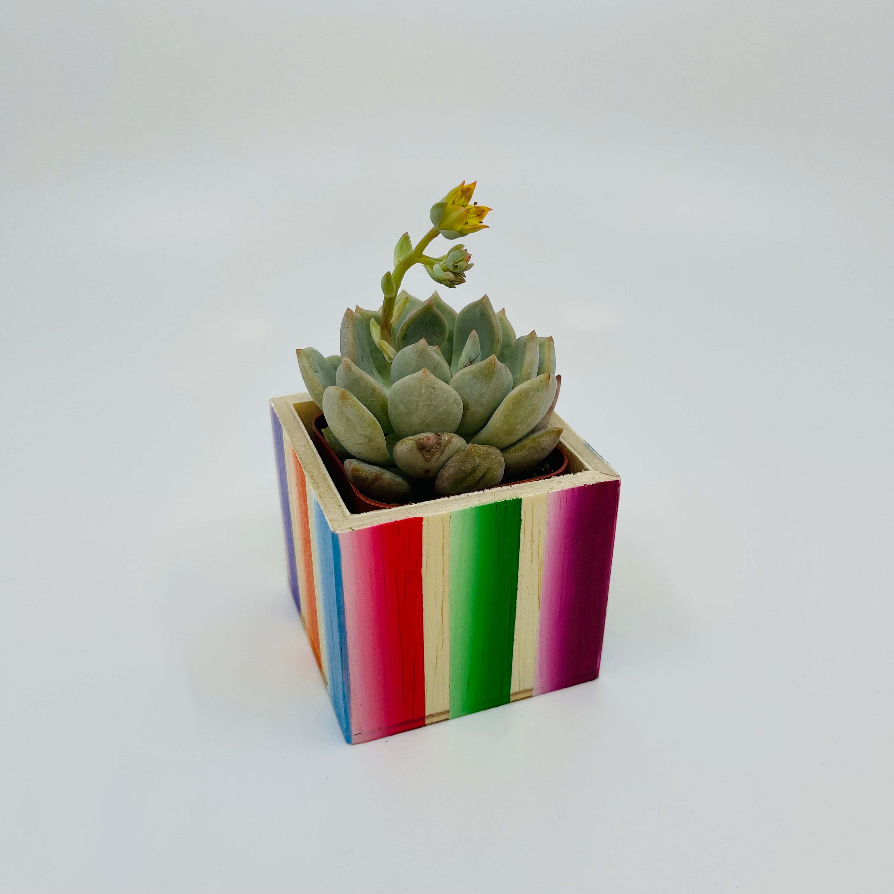 🪴 Mini Sarape Planter w/ Succulent 🪴