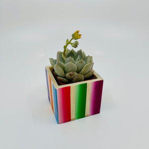 🪴 Mini Sarape Planter w/ Succulent 🪴