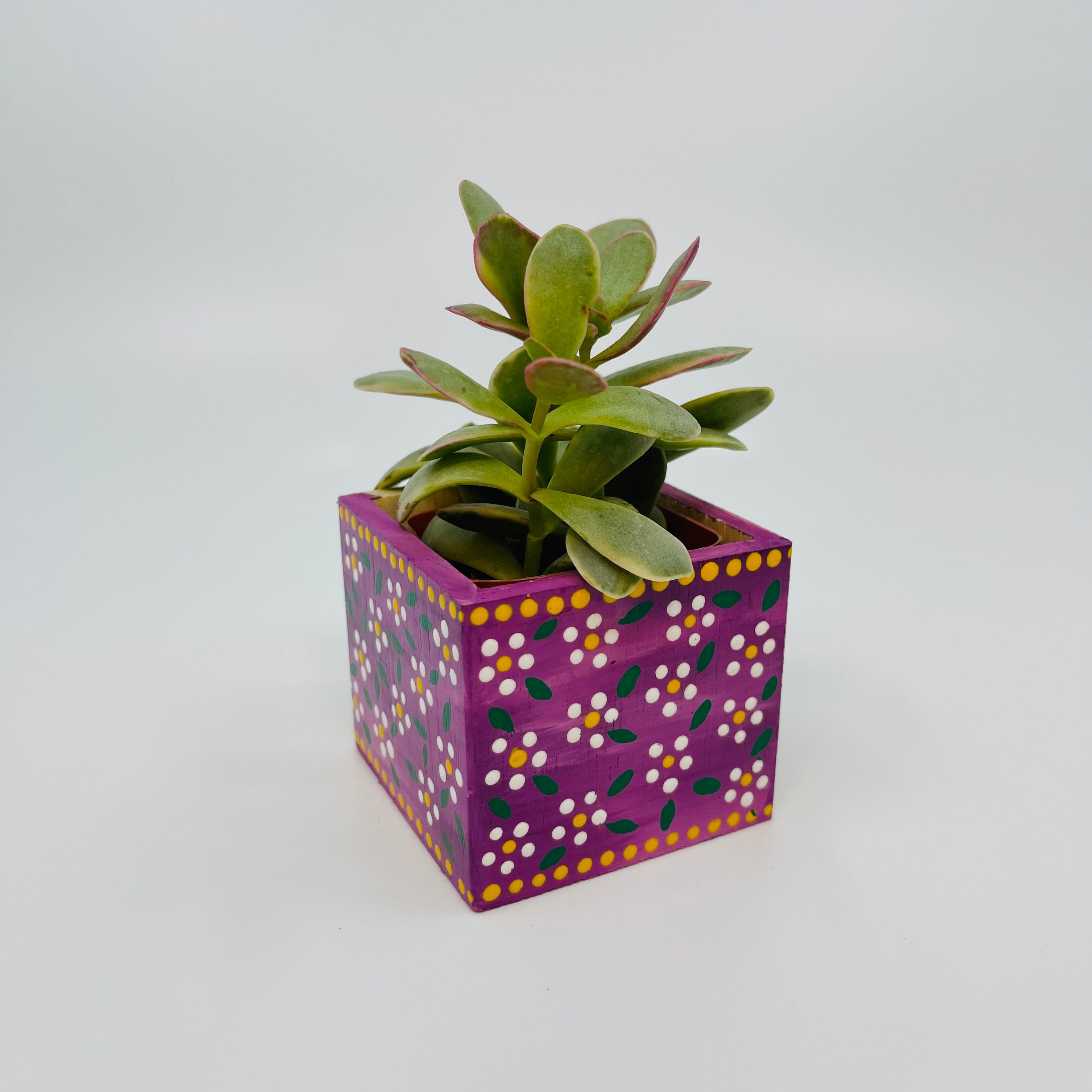succulent daisy Mini Daisy Planter w/ Succulent