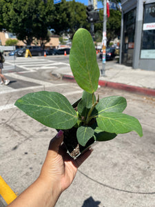4” Audrey Ficus