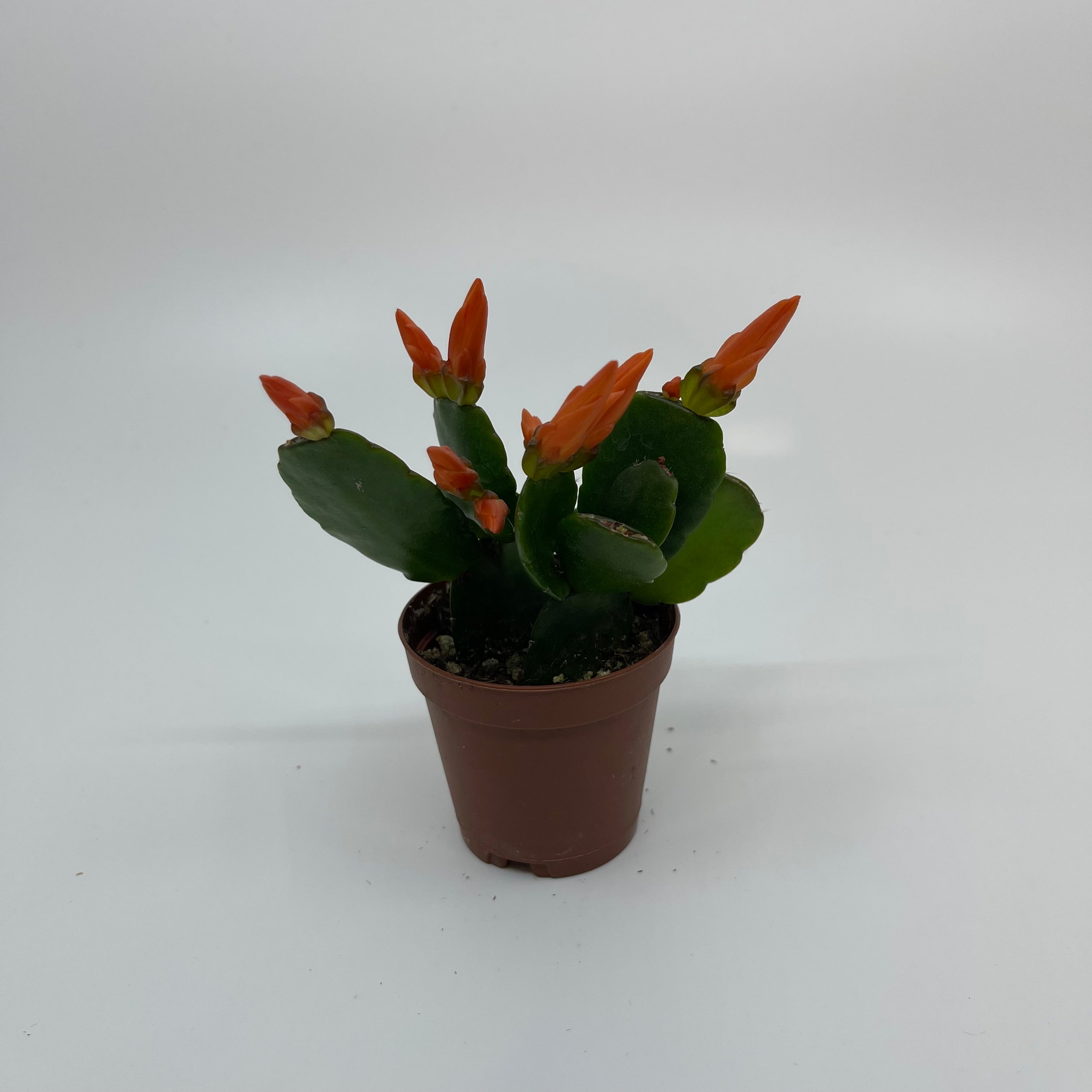 2" Mini Easter Cactus