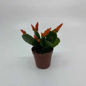 2" Mini Easter Cactus