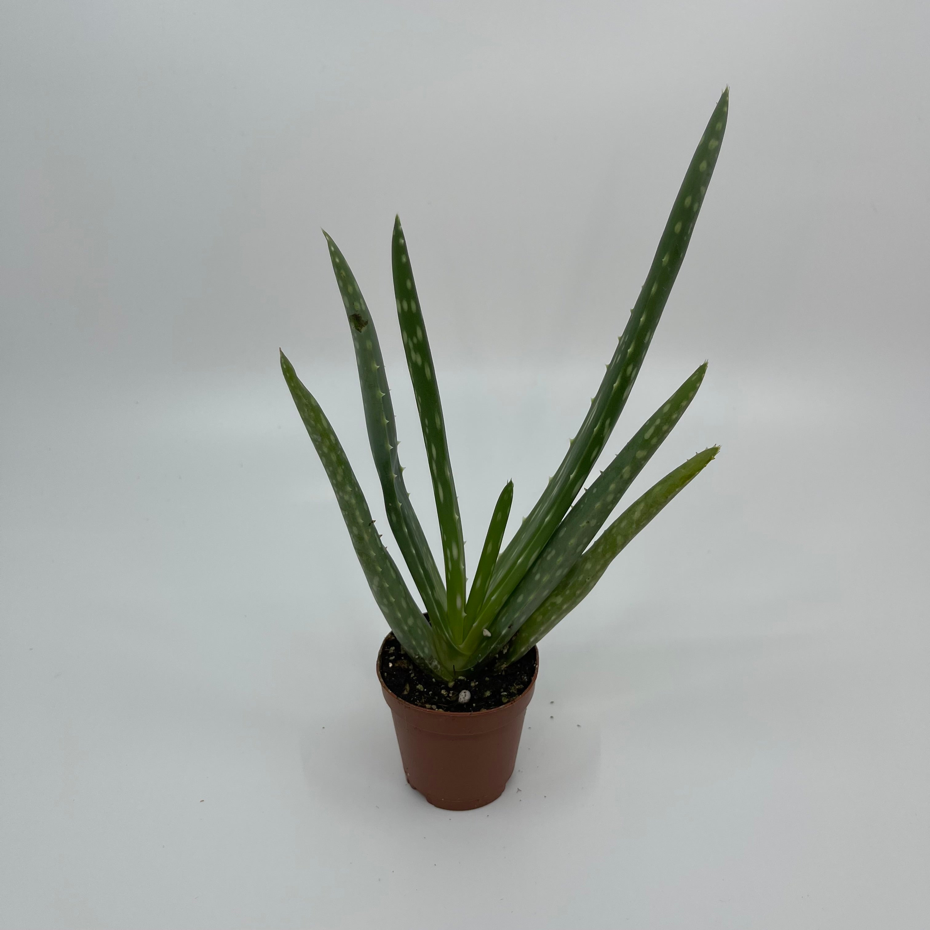 2" Mini Aloe Vera