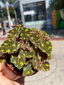 4” Begonia Bowerae “Tiger Paws”