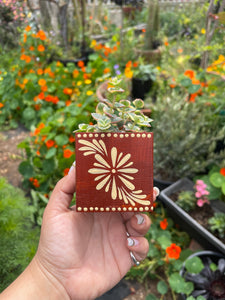 🪴 Mini Olla Planter w/ Succulent 🪴
