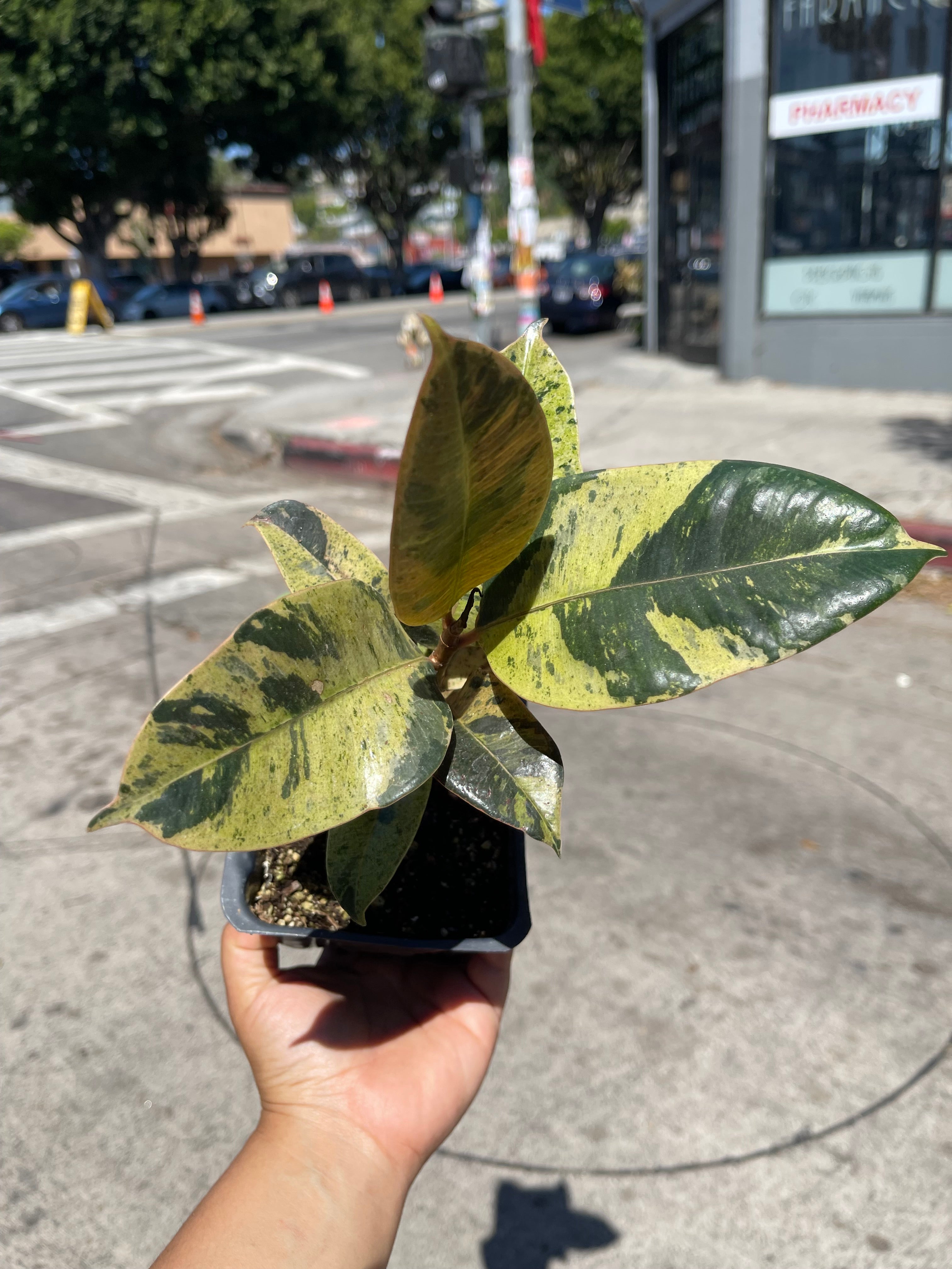 4” Ficus Moonshine