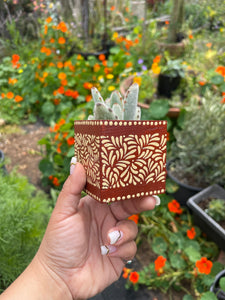 🪴 Mini Olla Planter w/ Succulent 🪴
