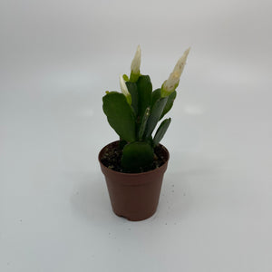 2" Mini Easter Cactus