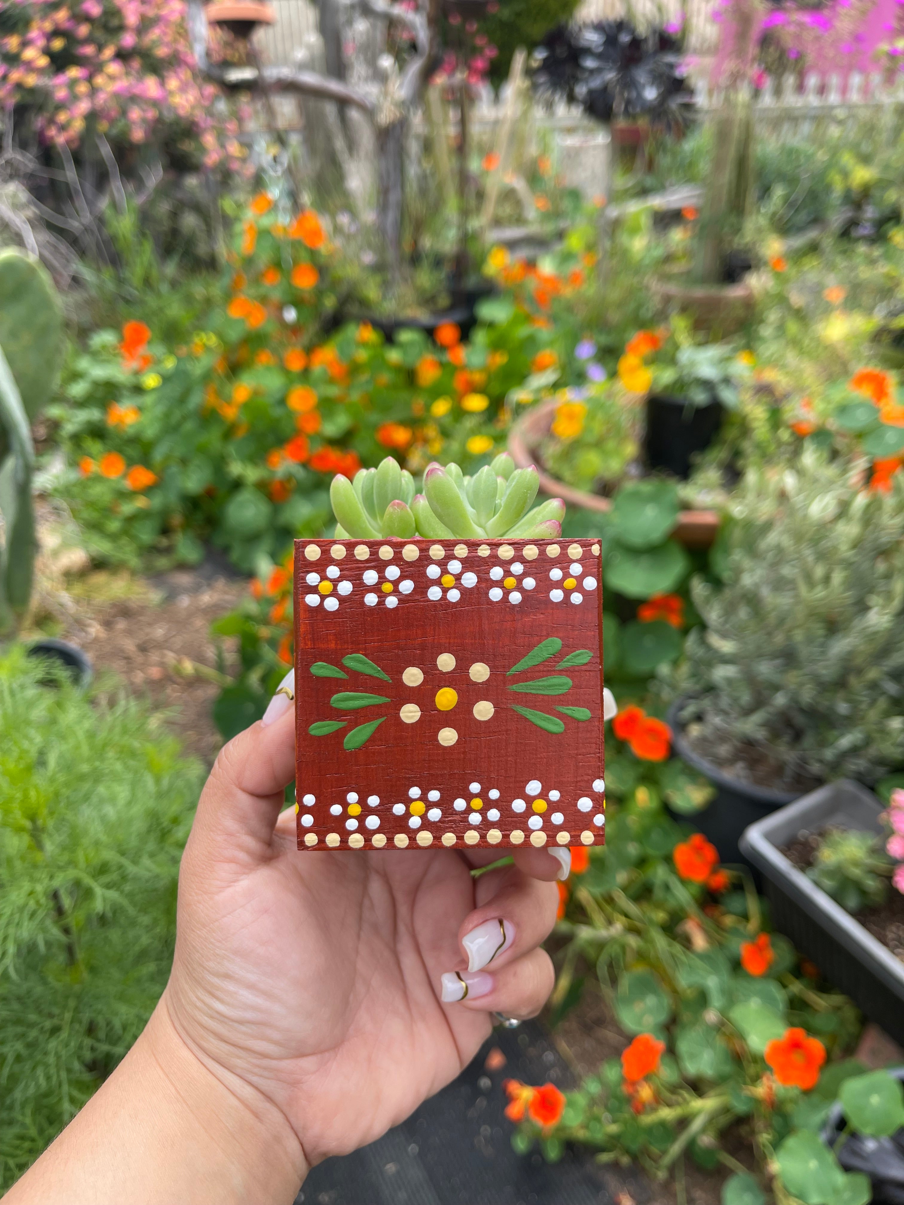 🪴 Mini Olla Planter w/ Succulent 🪴