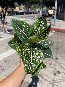 5" Aglaonema Tom Pride