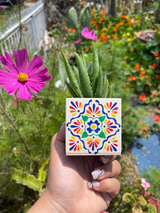 🪴 Mini Talavera Planter w/ Succulent 🪴