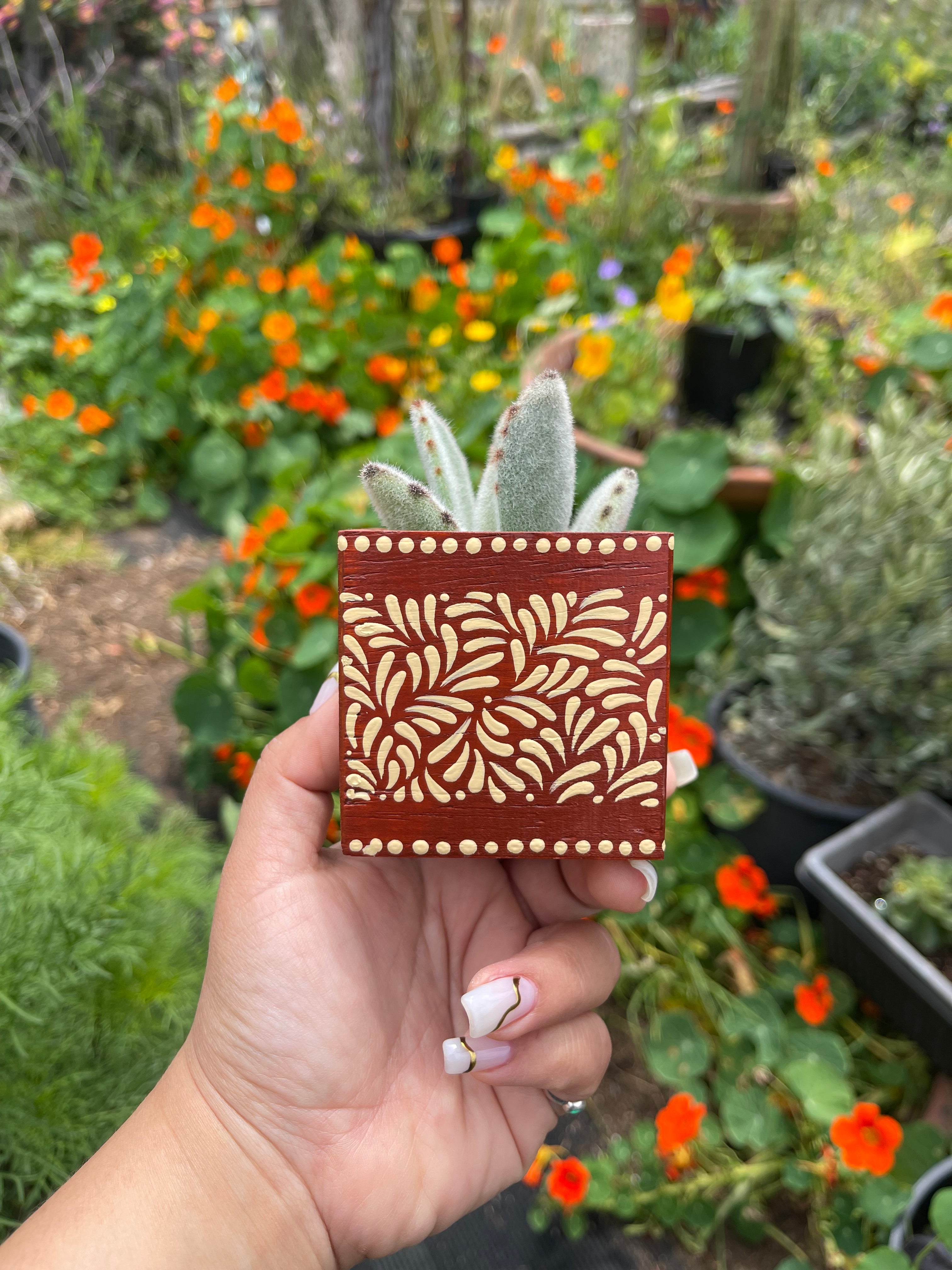 🪴 Mini Olla Planter w/ Succulent 🪴