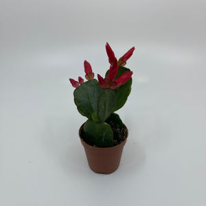 2" Mini Easter Cactus