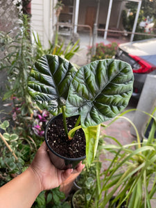 4" Alocasia