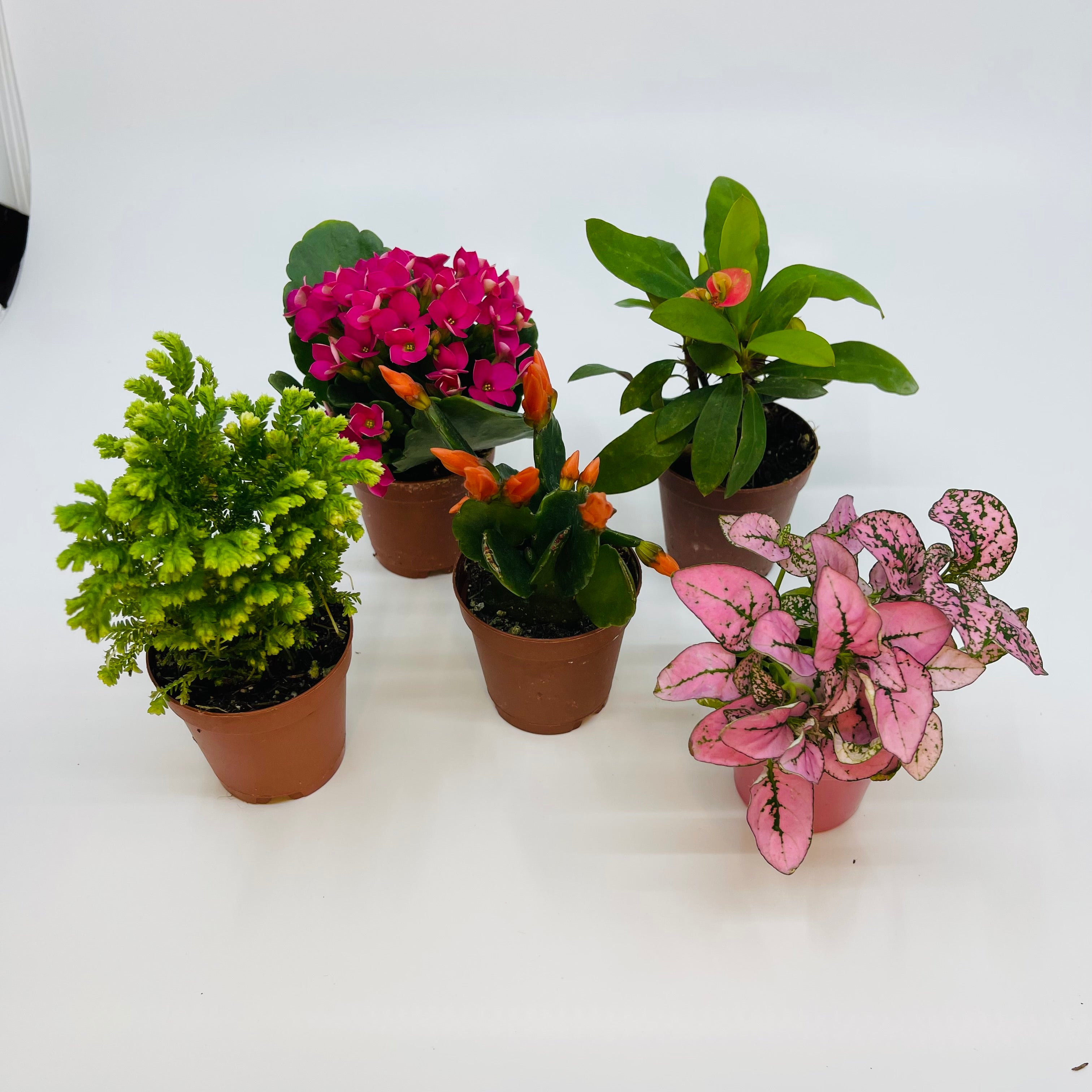 mini house plants 2" Mini Plant Variety Pack