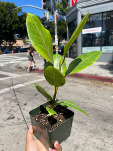 4” Yellow Gem Ficus
