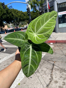 5” Anthurium Villenaorum