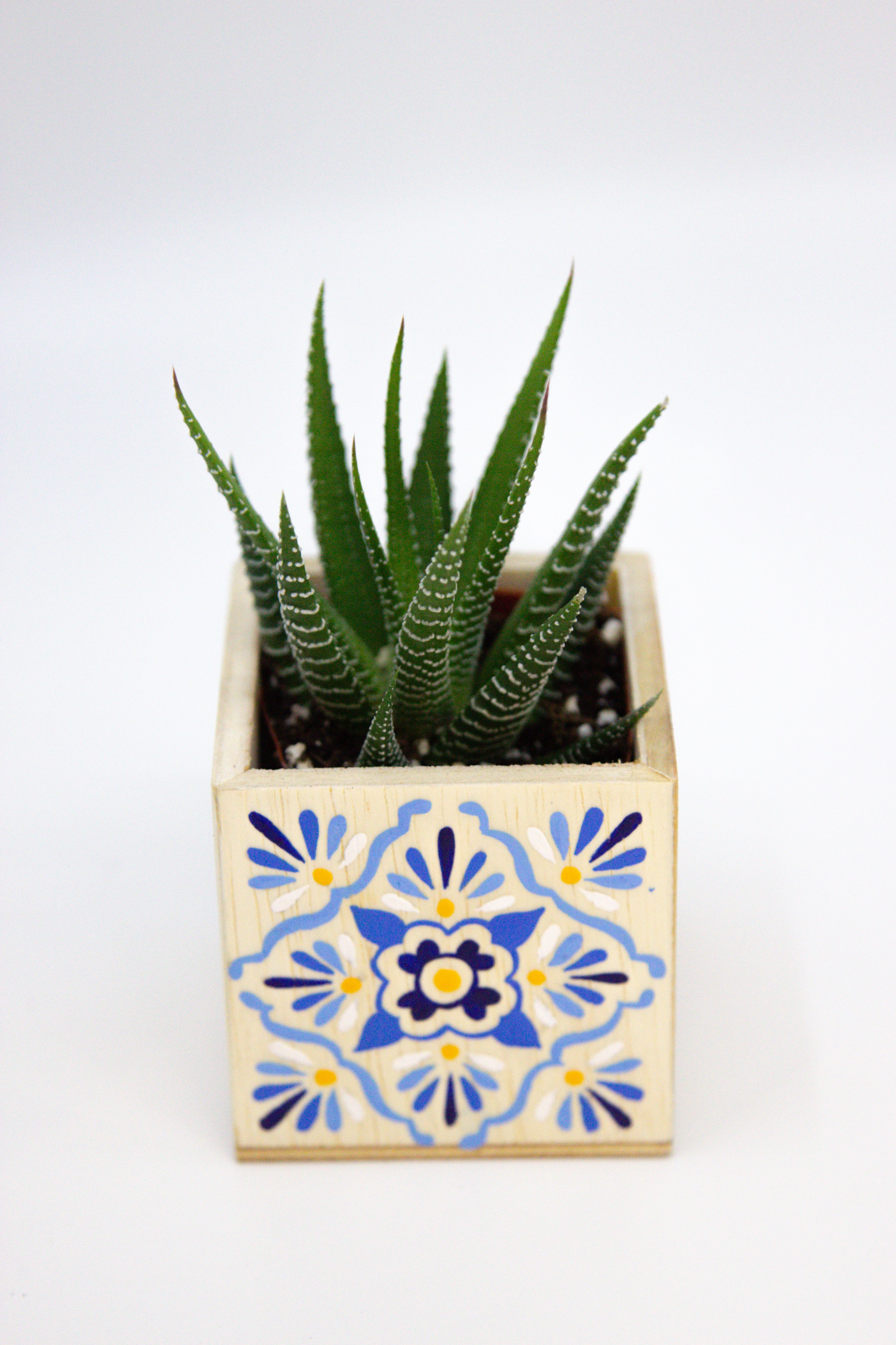 talavera succulent planter Mini Talavera Planter w/ Succulent Custom