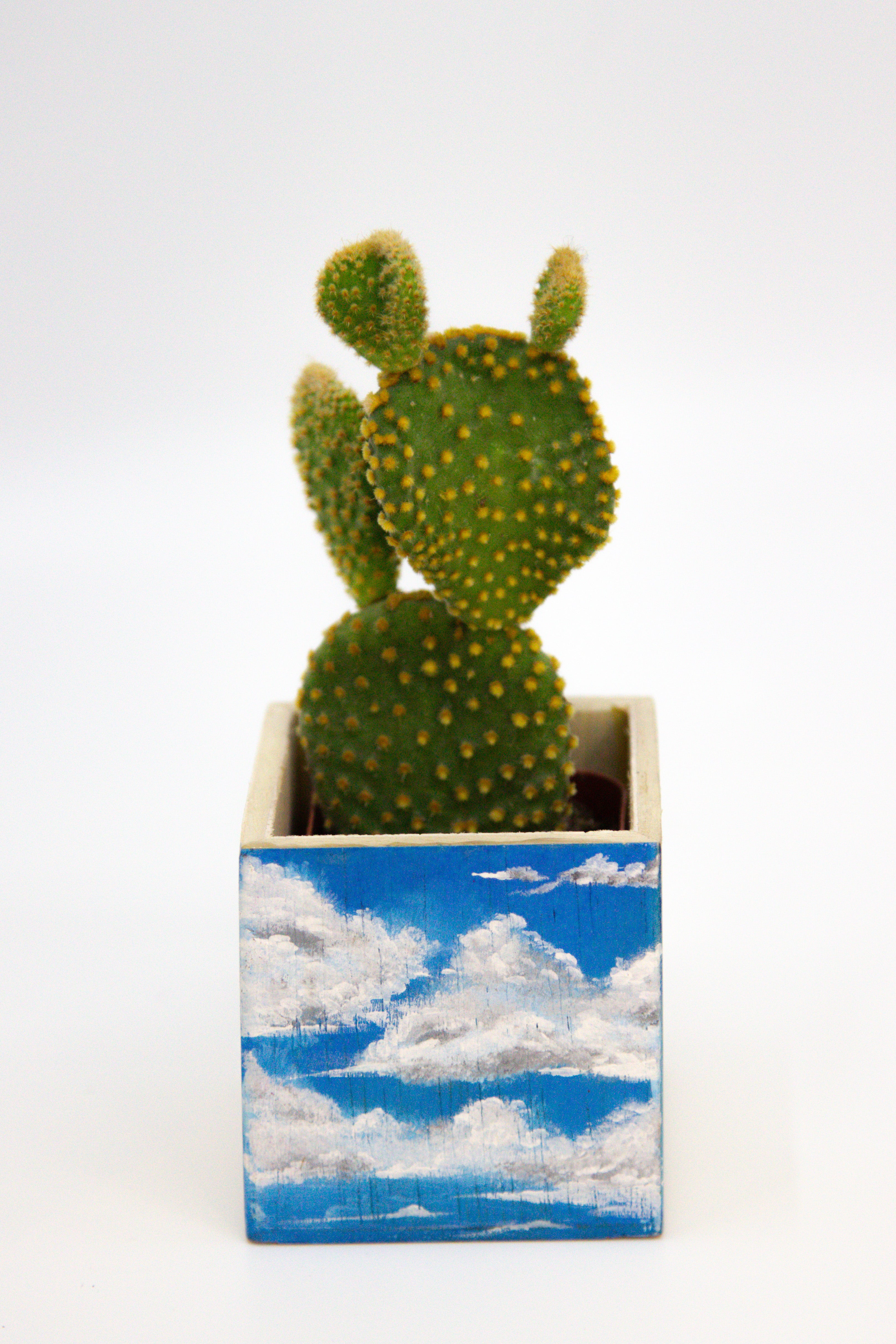 🪴 Mini Clouds Planter w/ Succulent 🪴