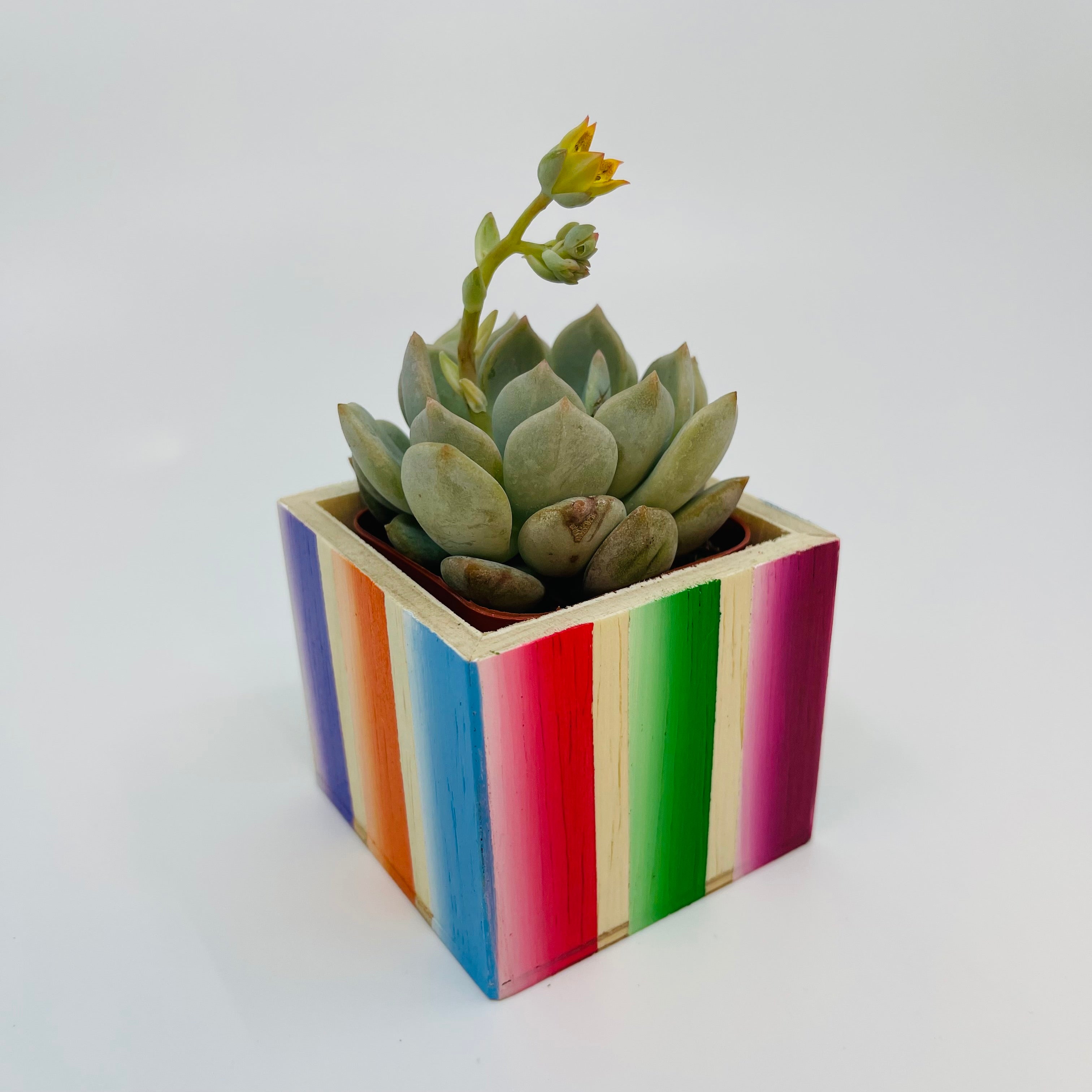 🪴 Mini Sarape Planter w/ Succulent 🪴