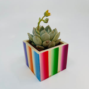 🪴 Mini Sarape Planter w/ Succulent 🪴