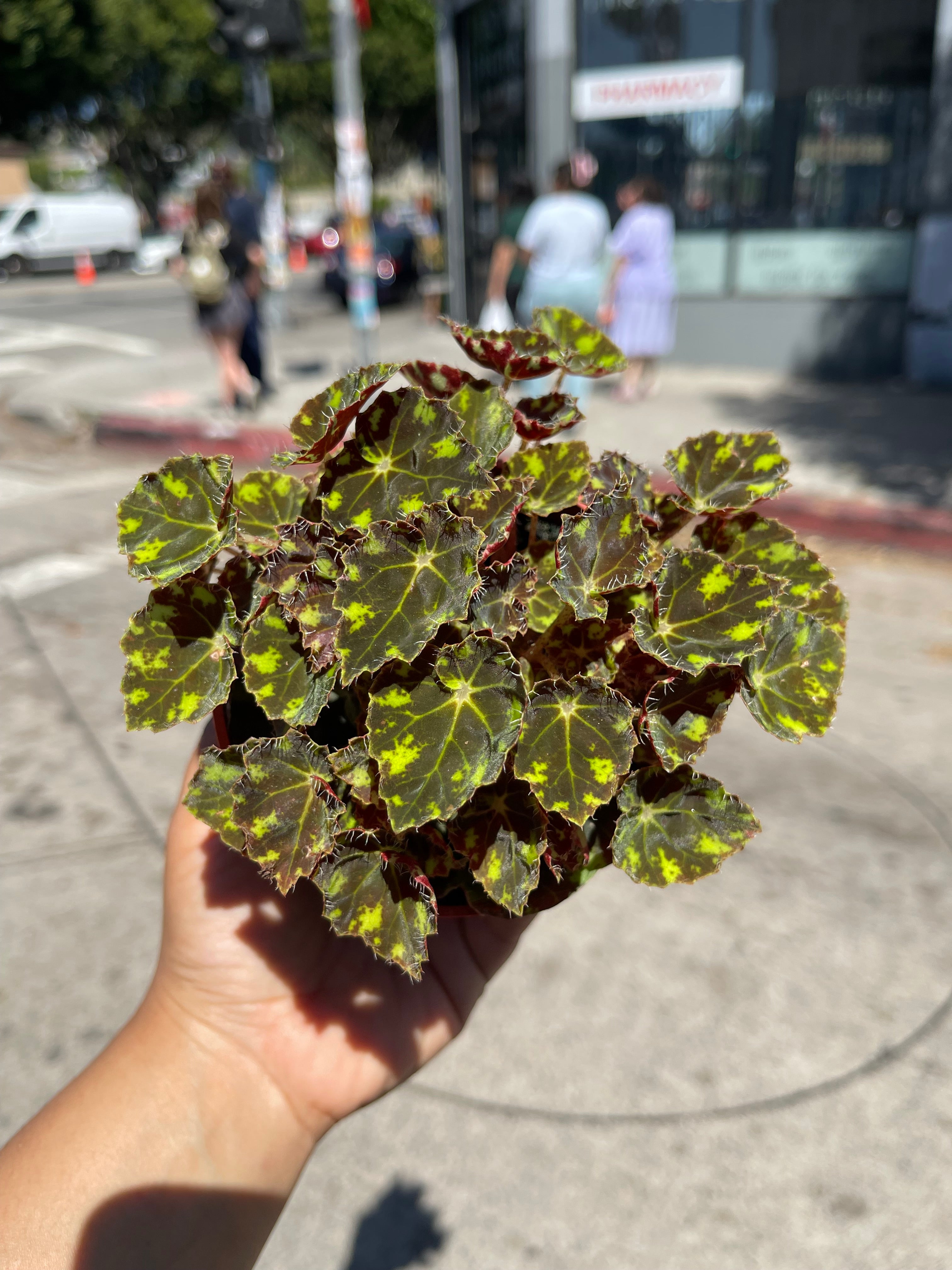 4” Begonia Bowerae “Tiger Paws”