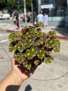 4” Begonia Bowerae “Tiger Paws”