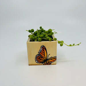 🪴 Mini Monarch Planter w/ Succulent 🪴