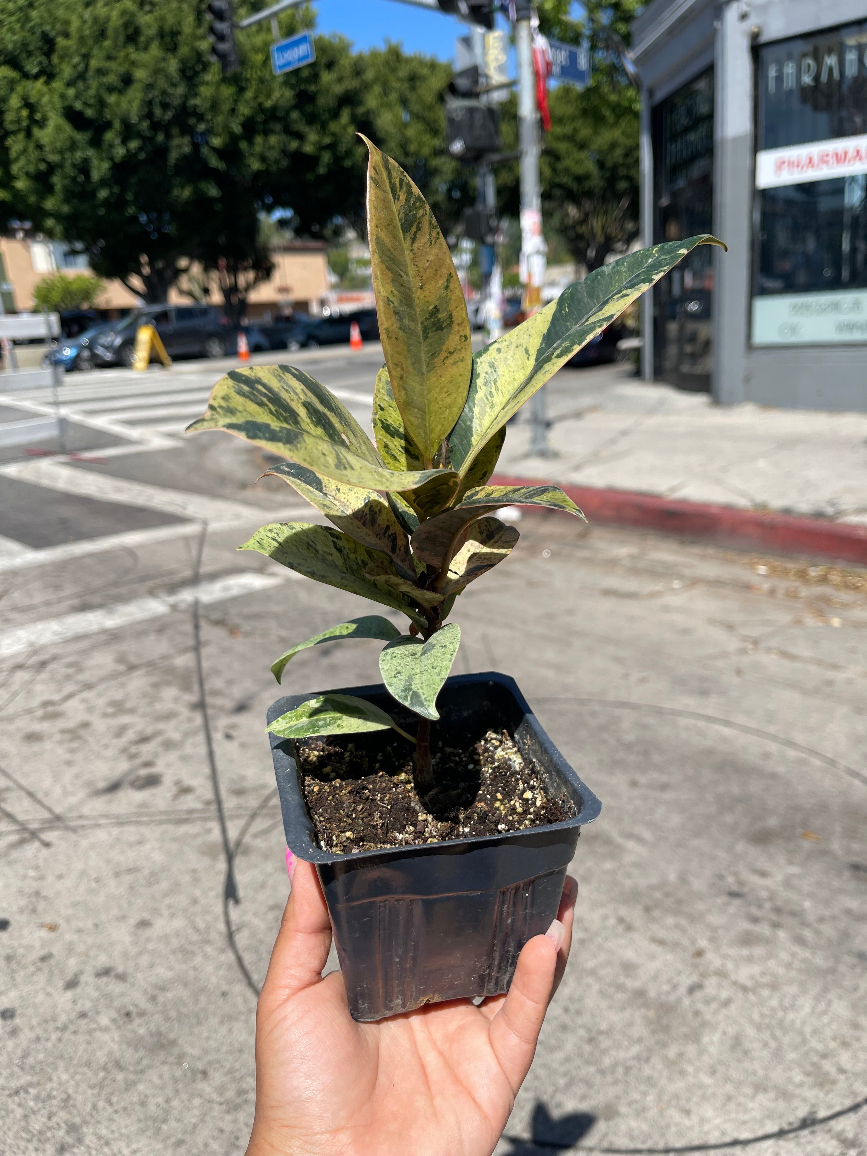 4” Ficus Moonshine