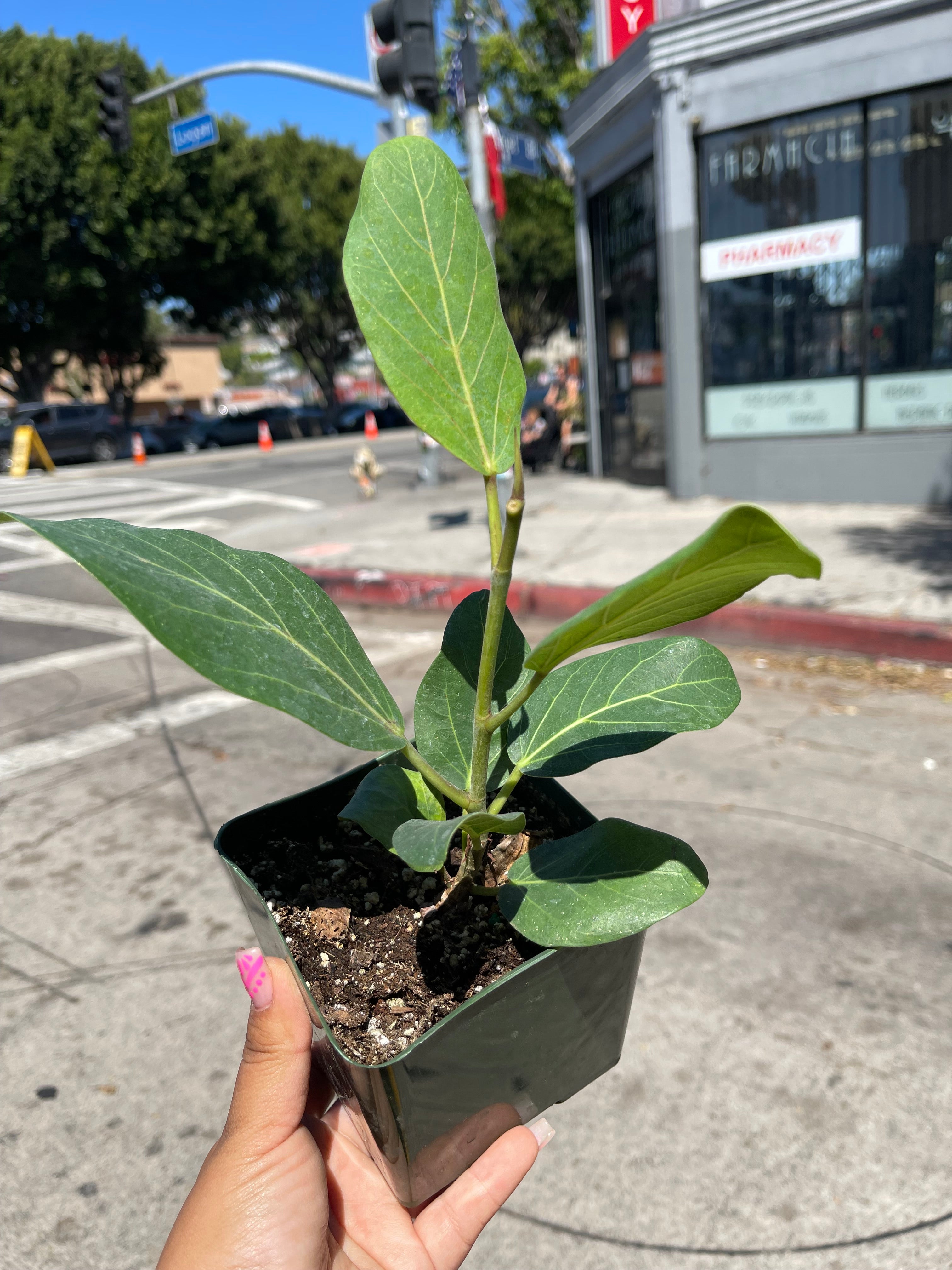 4” Audrey Ficus