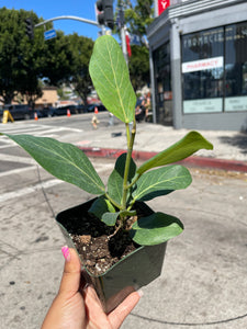 4” Audrey Ficus