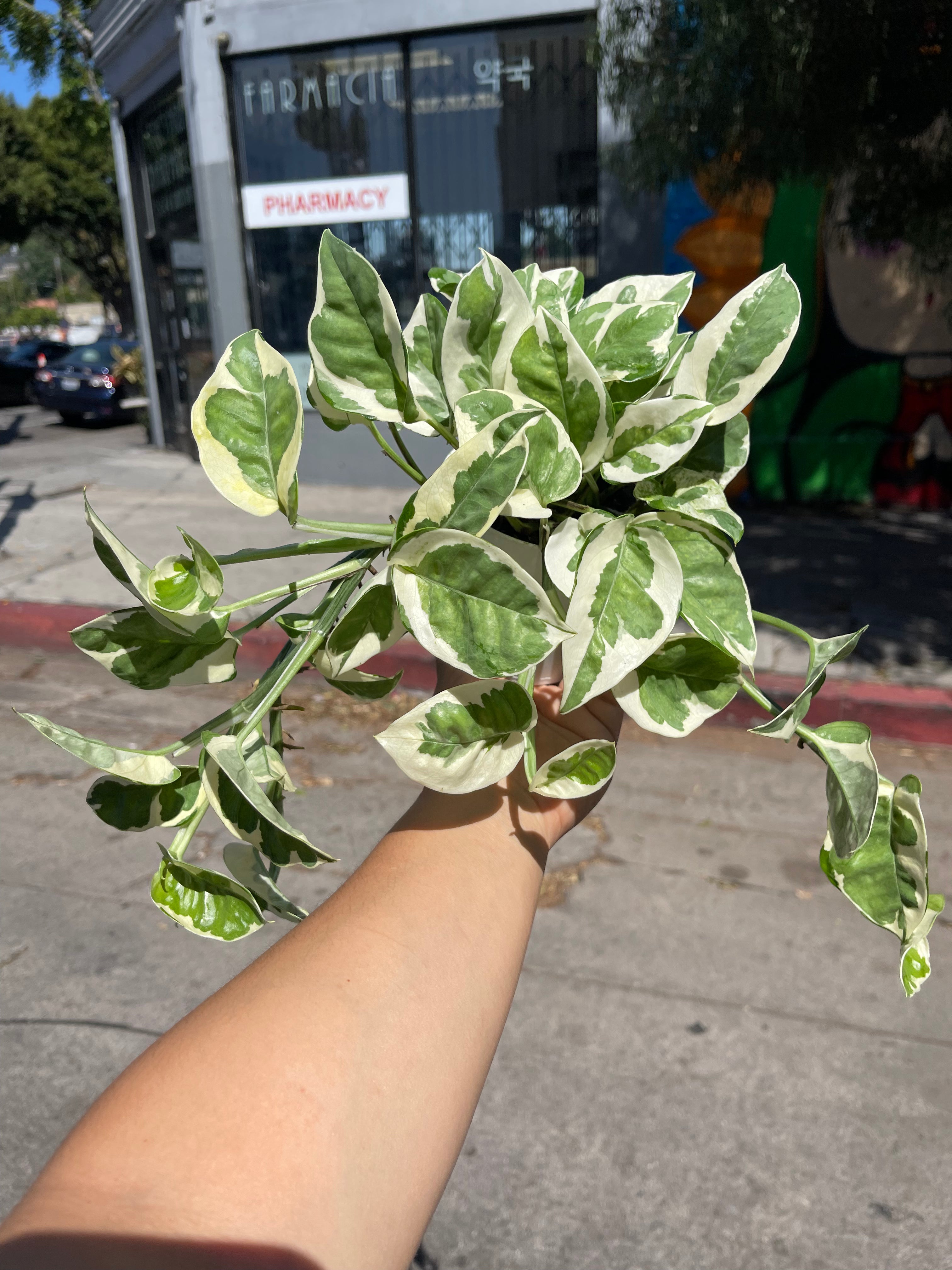 4” Pothos N Joy