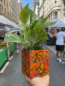 Monarch Butterfly DIY Paint & Plant Kit